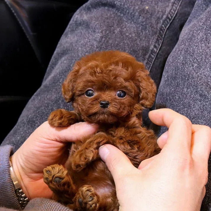 Câine Robotic Interactiv Nico Robotică cu Papion