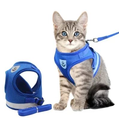 Chat gris avec harnais bleu et laisse, prêt pour une promenade. Harnais pour chat, accessoire de sécurité, confort et style pour animaux.