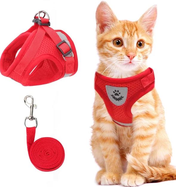 Chaton roux avec harnais rouge et laisse assortie. Harnais confortable pour chat, idéal pour promenades sécurisées. Accessoire pour animaux domestiques.