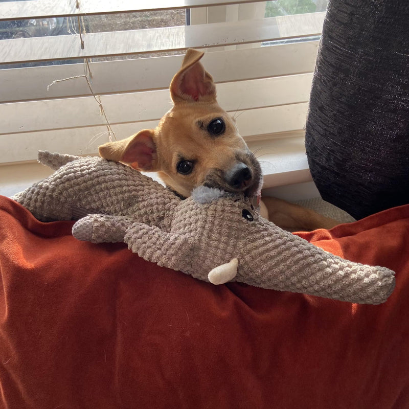 Chien mignon avec jouet en peluche crocodile sur canapé rouge, lumière naturelle, intérieur maison. Jouet pour chien, animal de compagnie heureux.