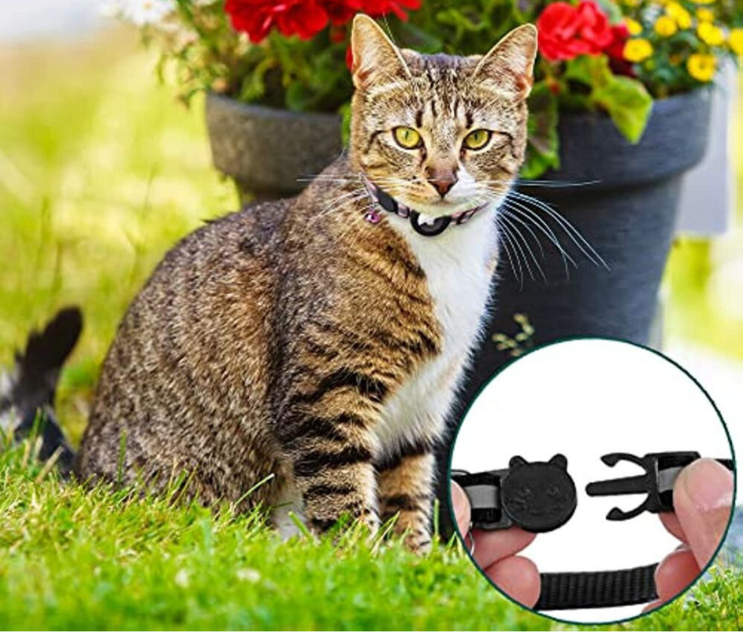 Chat errant tigré assis devant un pot de fleurs rouges, portant un collier de sécurité noir avec boucle détachable. Pelouse verte en arrière-plan.