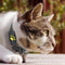 Système de suivi des chats par GPS avec mise à jour de l'emplacement en temps réel - compact et léger