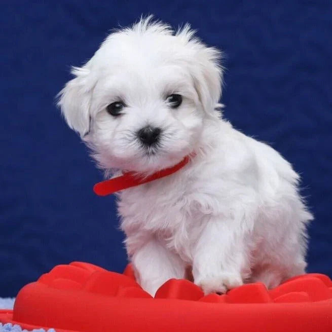 Câine Robotic Interactiv Nico Robotică cu Papion