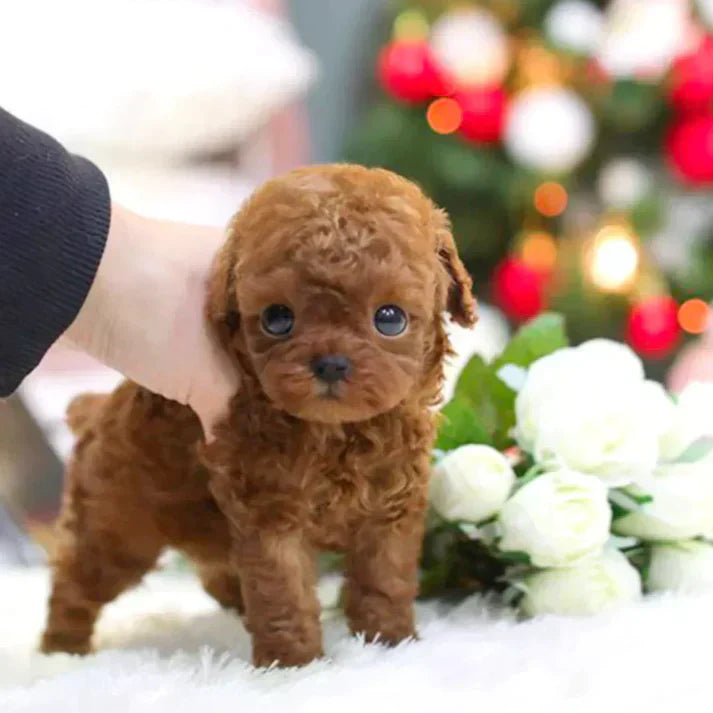 Câine Robotic Interactiv Nico Robotică cu Papion