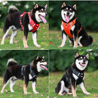 Chien Shiba Inu portant différents harnais colorés (rouge, orange, noir) sur l'herbe. Accessoires pour chiens, promenade, sécurité.