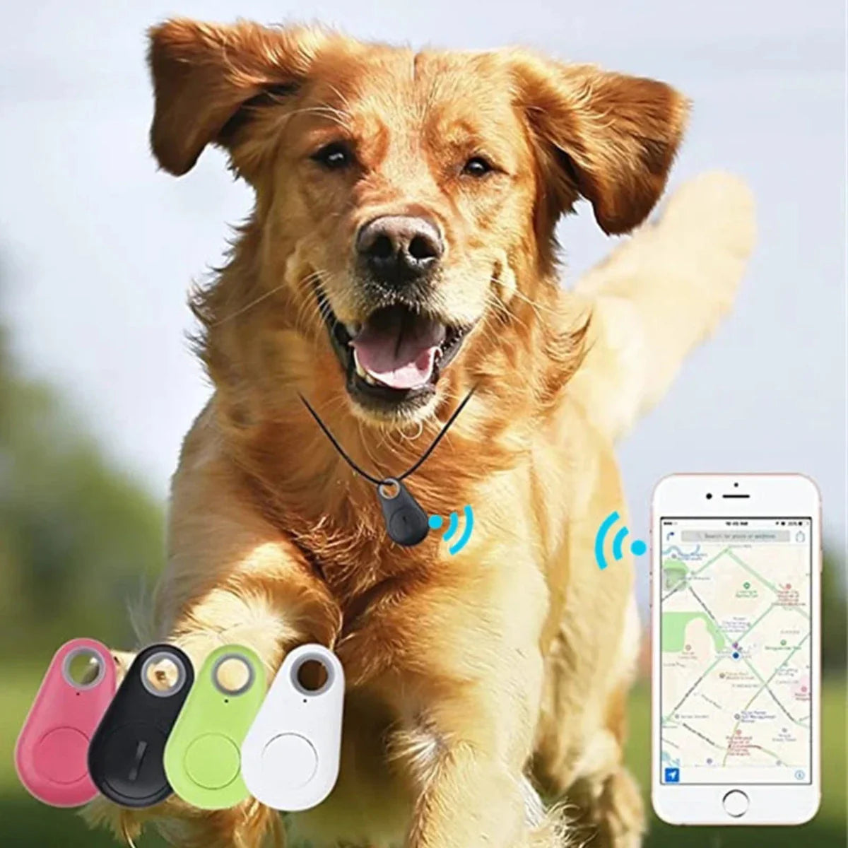 Chien courant avec collier GPS, suivi par smartphone. Traceur d'animaux, technologie de localisation, accessoires pour animaux de compagnie.