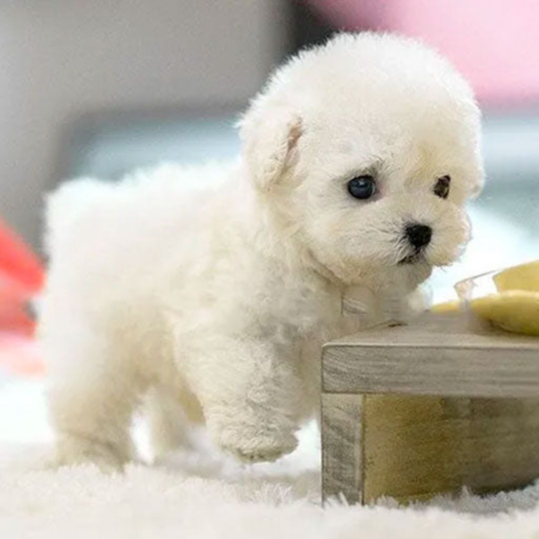 Chiot Bichon Frisé blanc sur tapis moelleux, regardant une table basse en bois. Pelage bouclé, ambiance douce et lumineuse.
