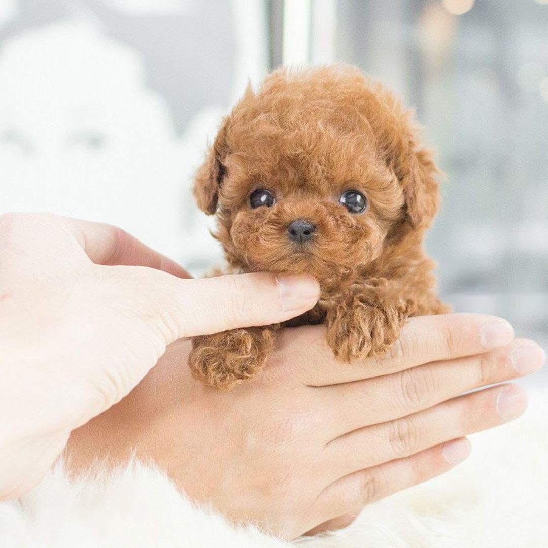 Jouet interactif pour chiot avec mouvement réaliste